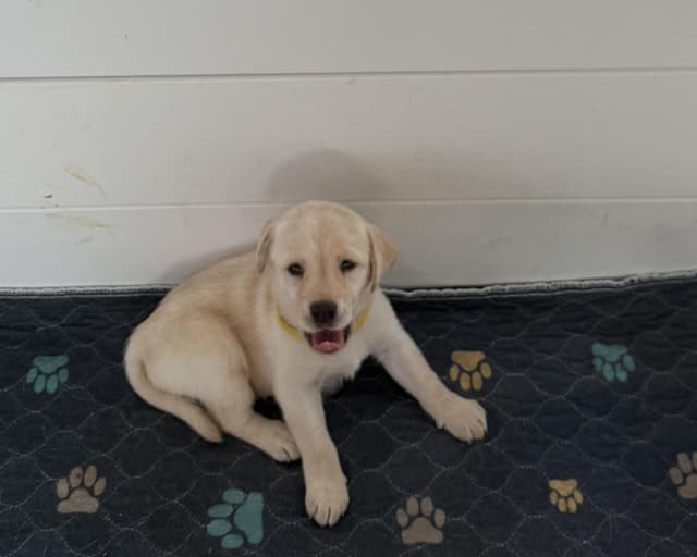 Yellow English Labrador Puppies in Fort Mill, SC media 8