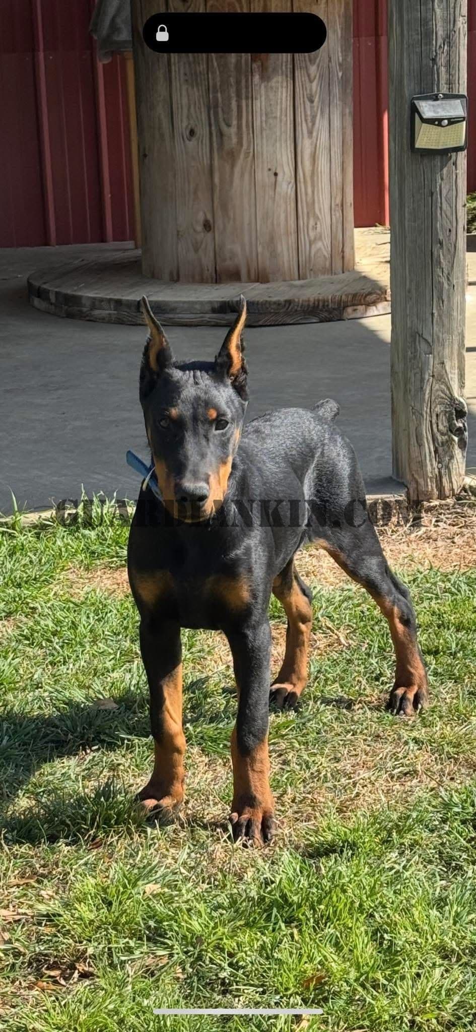 Full Euro Line breeder image 2