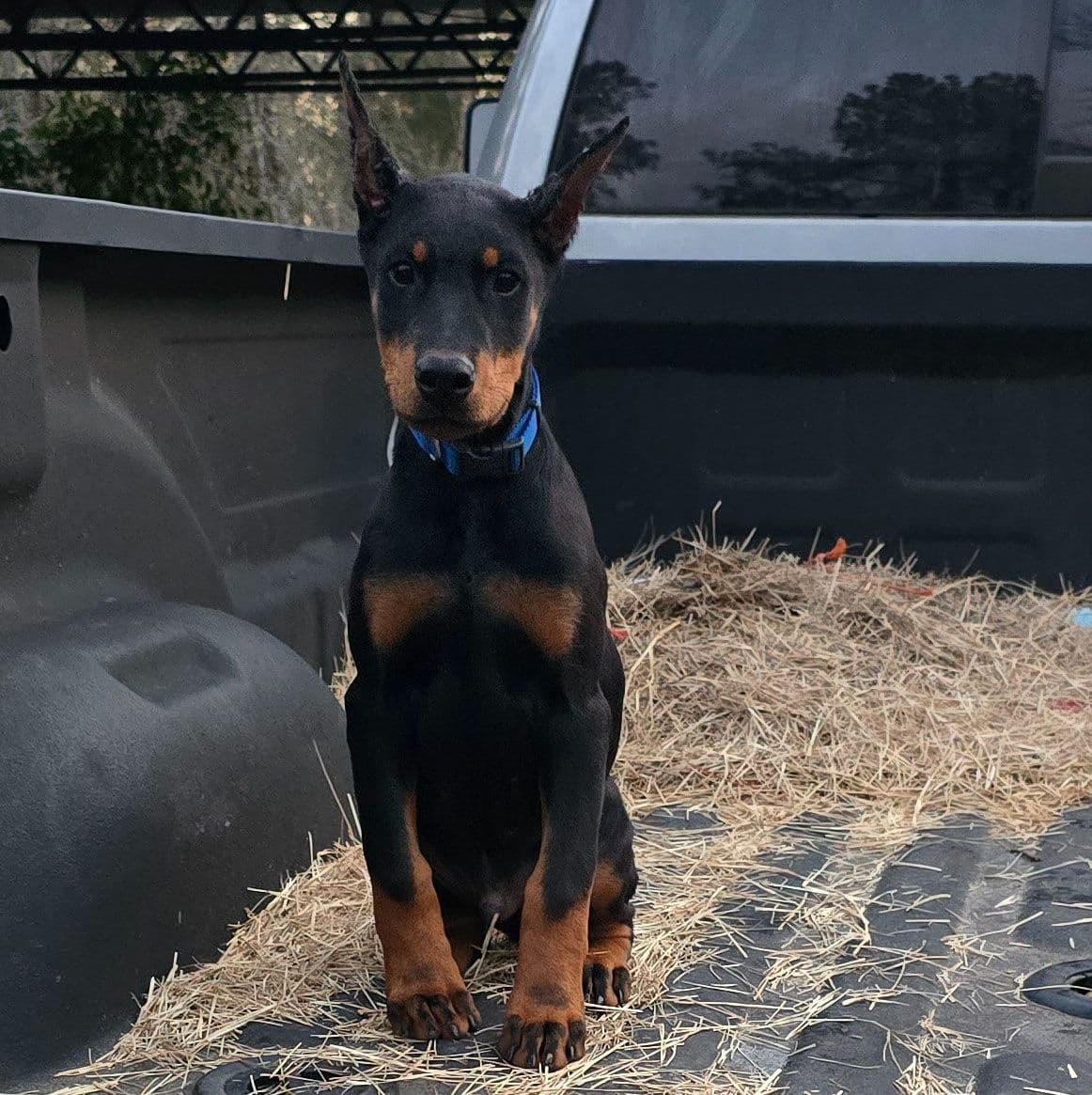 Full Euro Line breeder image 3