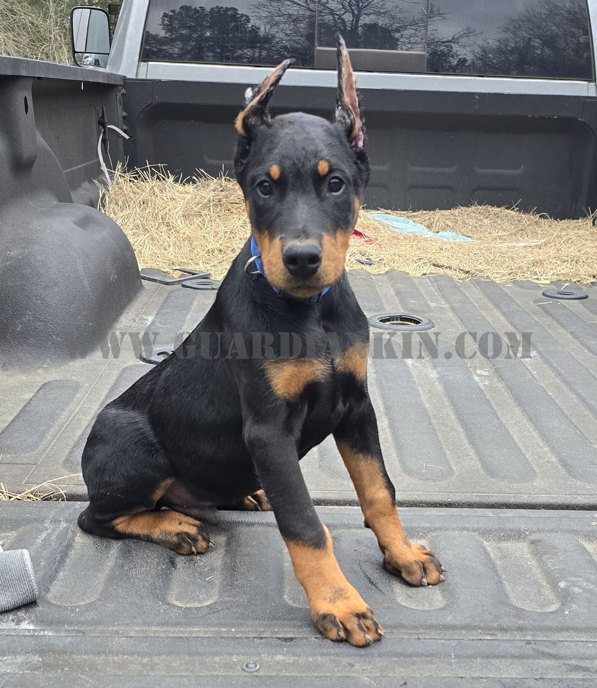 Full Euro Line breeder image 5