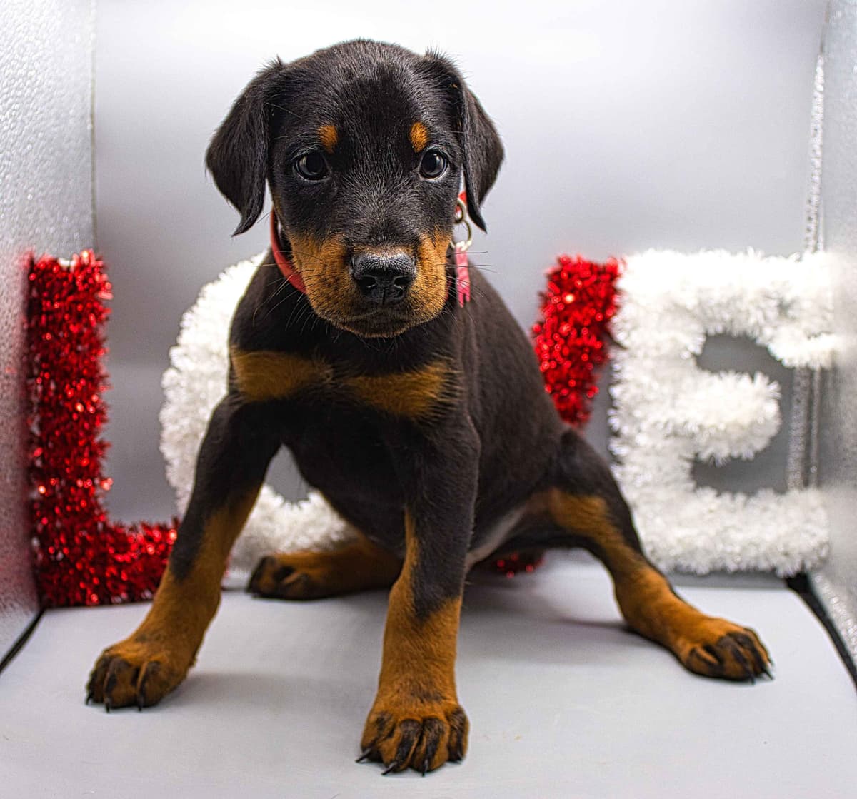 Full Euro Line breeder image 6