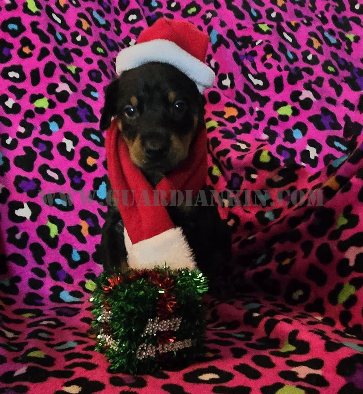 Full Euro Line breeder image 9