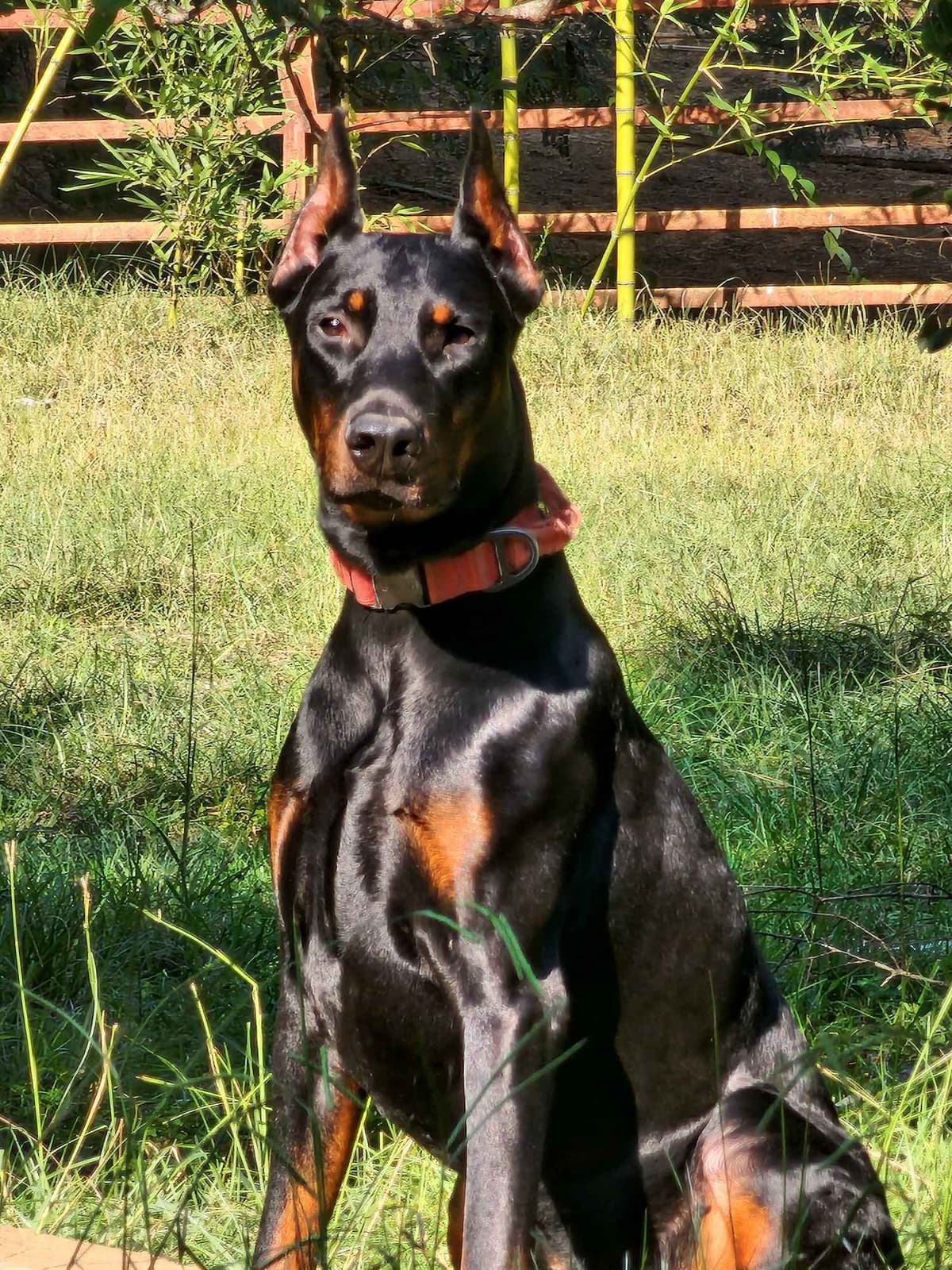 Full Euro Line breeder image 10