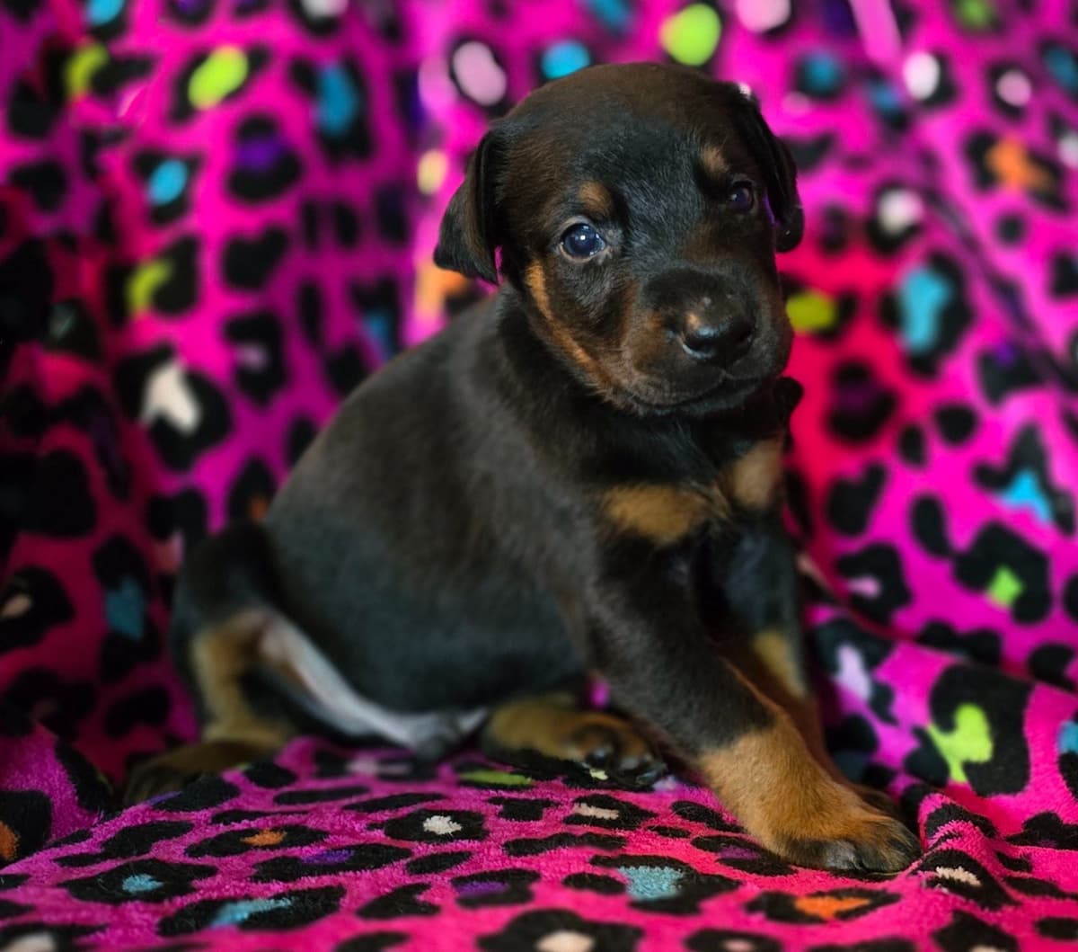Full Euro Line breeder image 14