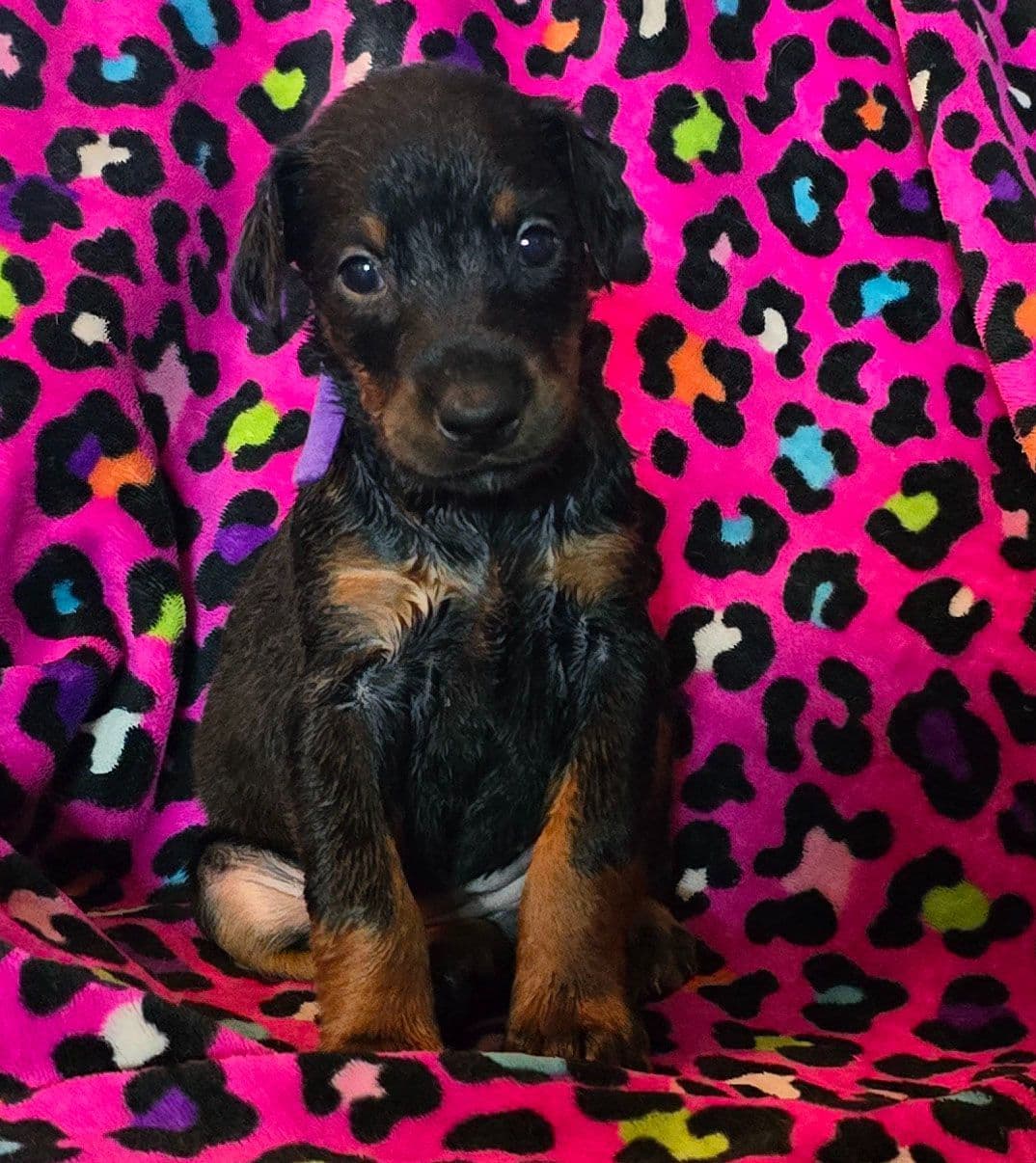 Full Euro Line breeder image 15