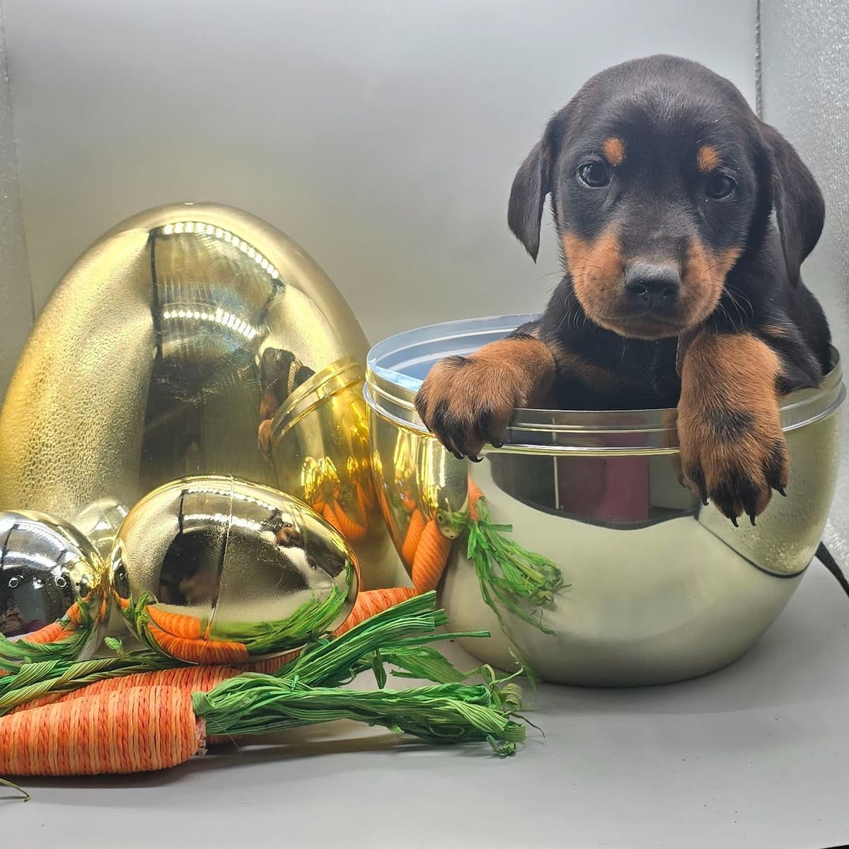 Full Euro Line breeder image 17