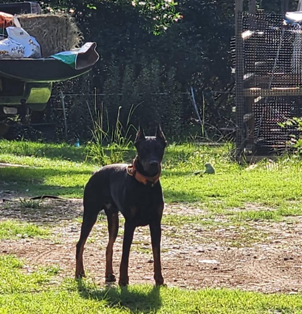 Full Euro Line breeder image 19