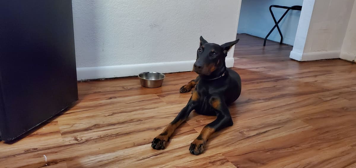 Full Euro Line breeder image 20