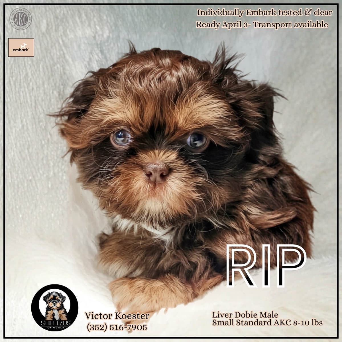 Shih Tzu Puppies breeder image 1