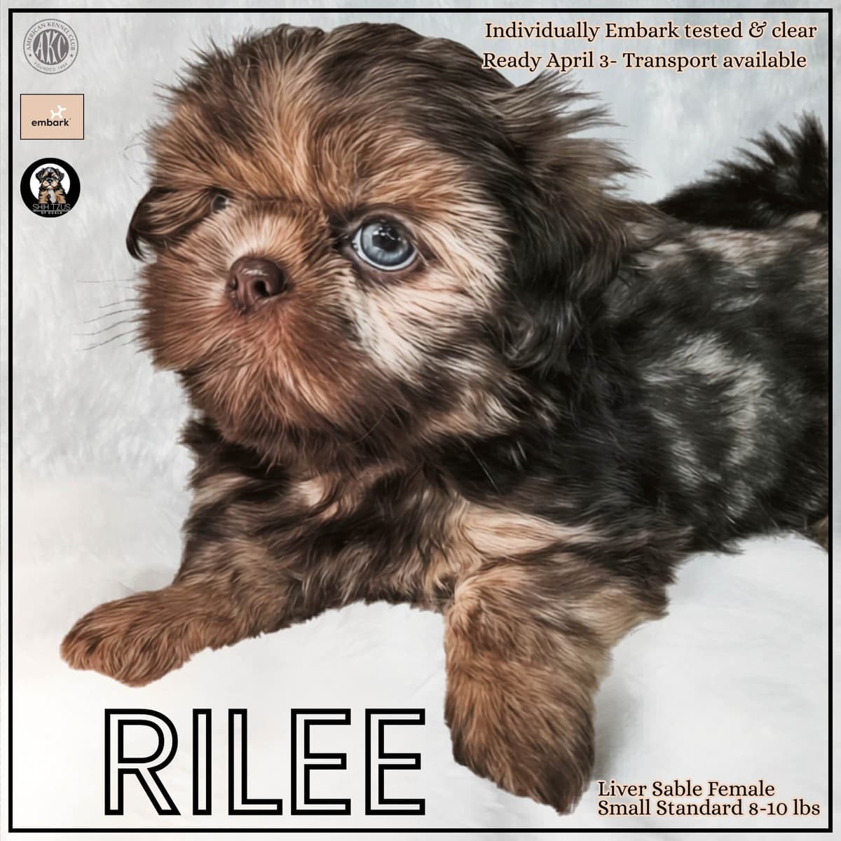 Shih Tzu Puppies breeder image 2