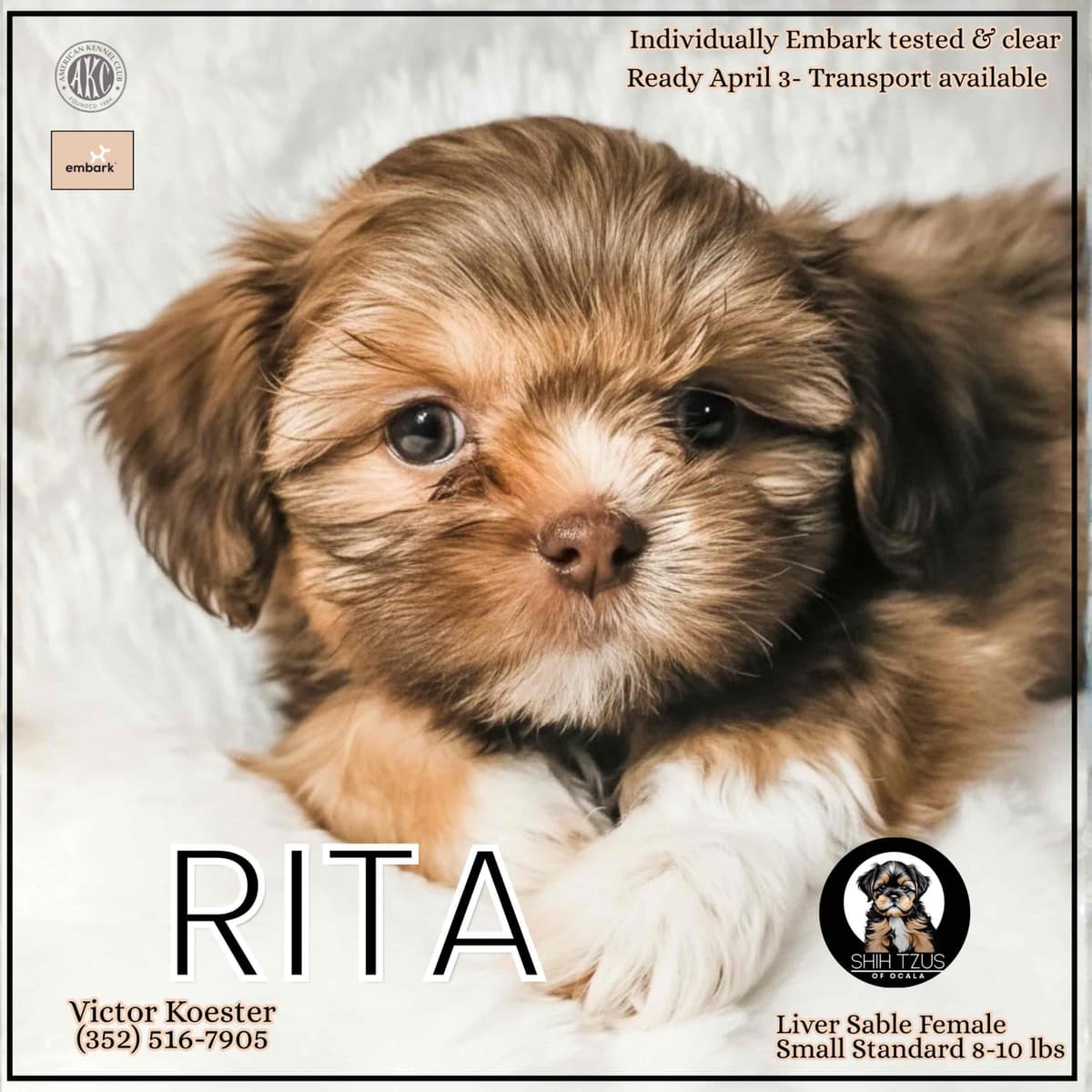 Shih Tzu Puppies breeder image 3