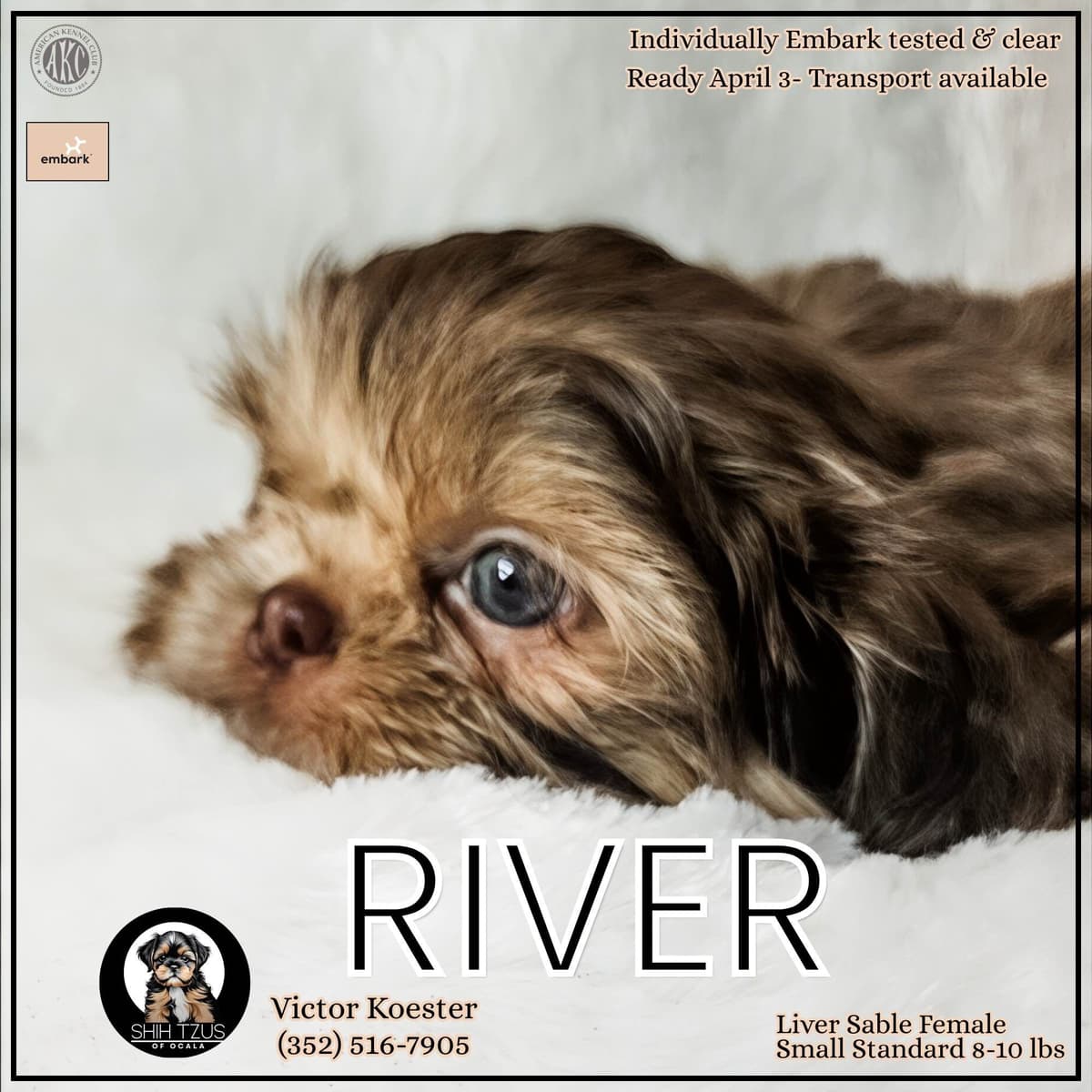 Shih Tzu Puppies breeder image 4
