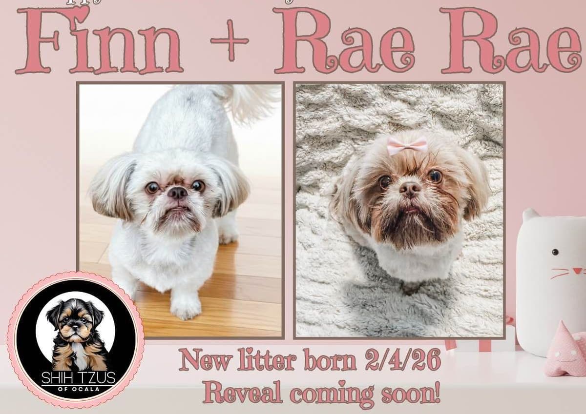 Shih Tzu Puppies breeder image 6