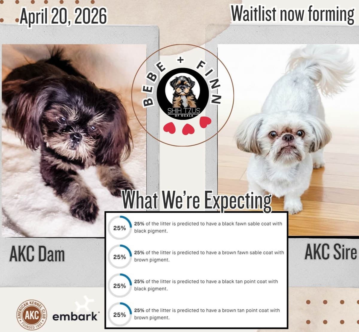 Shih Tzu Puppies breeder image 5