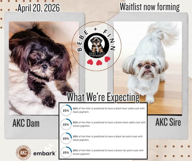 Shih Tzu Puppies media 2