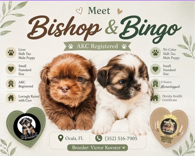Shih Tzu Puppies media 3