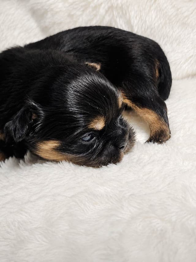 Shih Tzu Puppies media 2