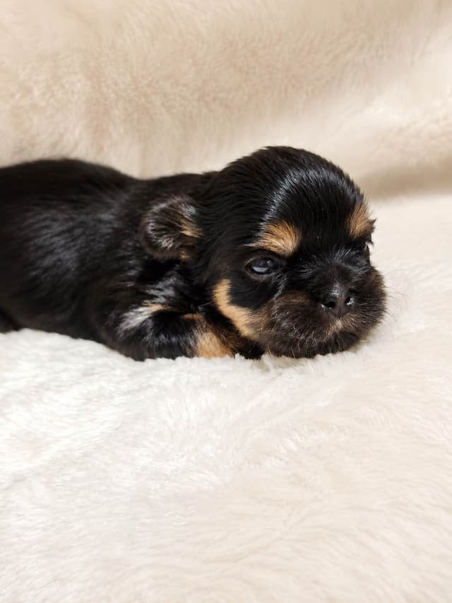 Shih Tzu Puppies media 3