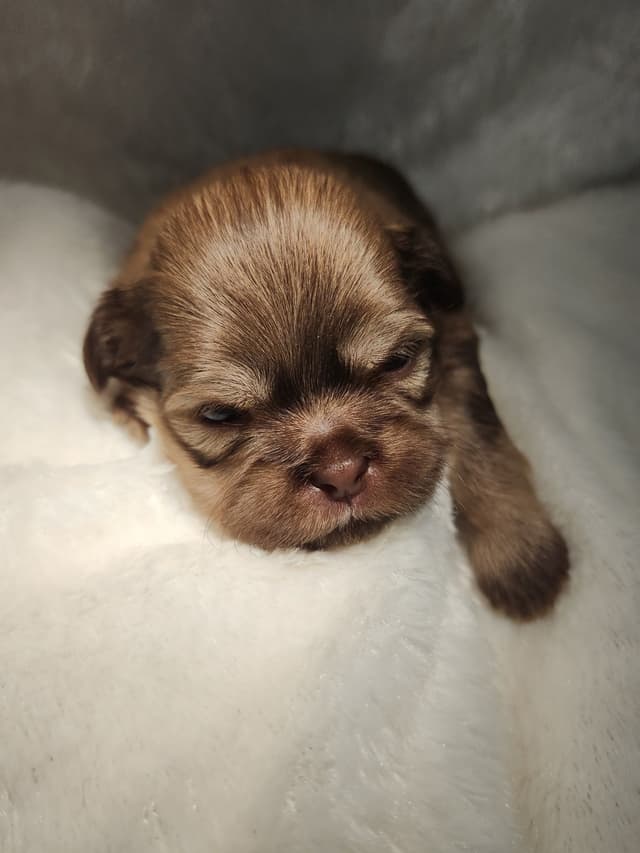 Shih Tzu Puppies media 5