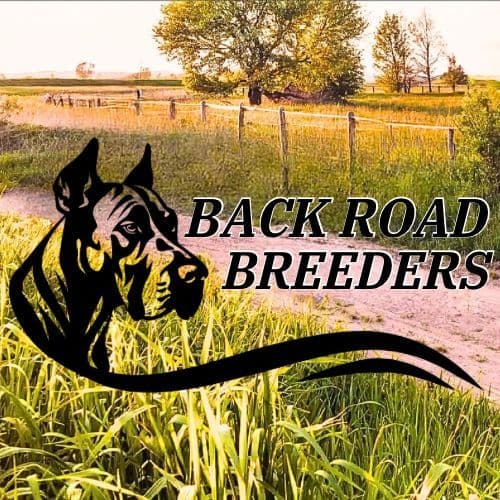 Great Dane Puppies breeder image 1
