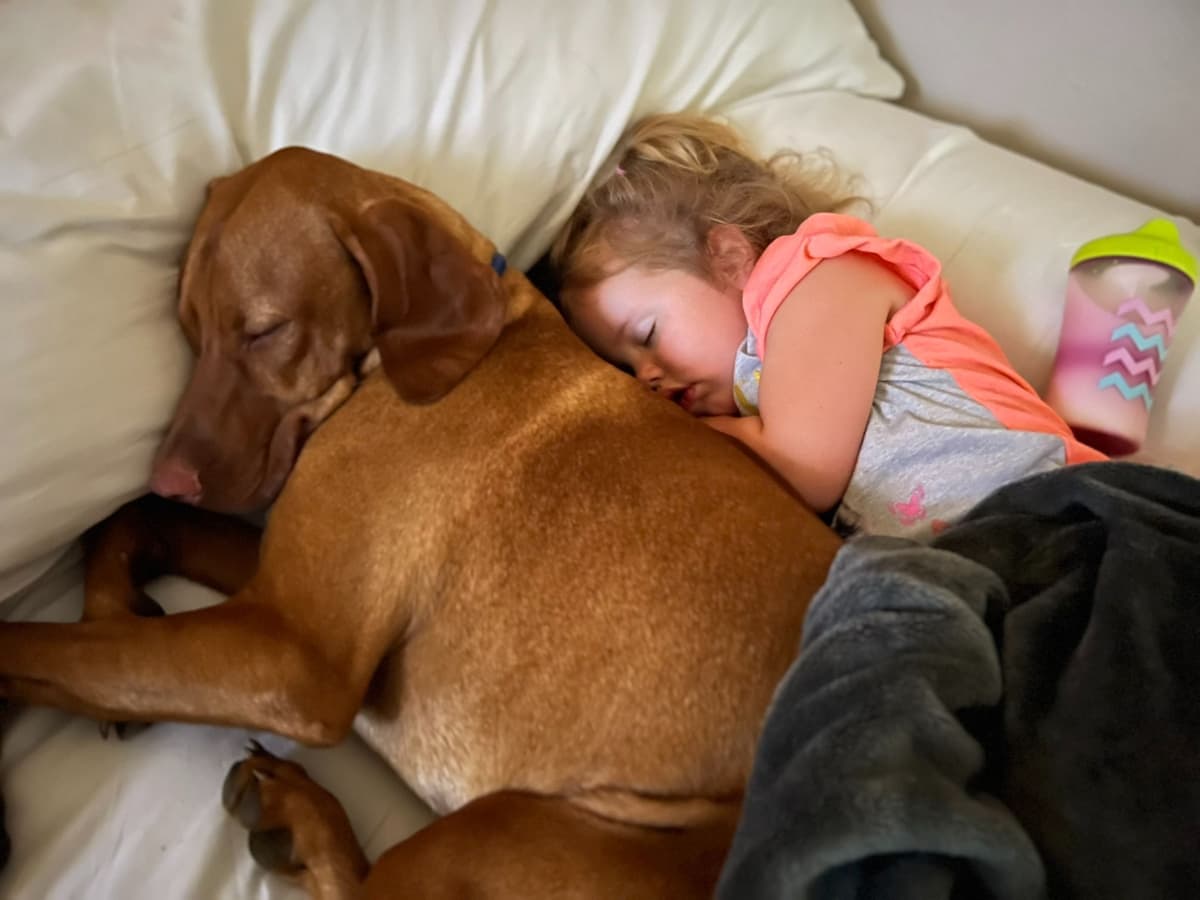 Vizsla Puppies breeder image 2