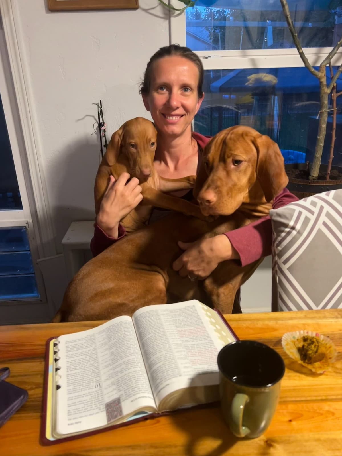 Vizsla Puppies breeder image 3