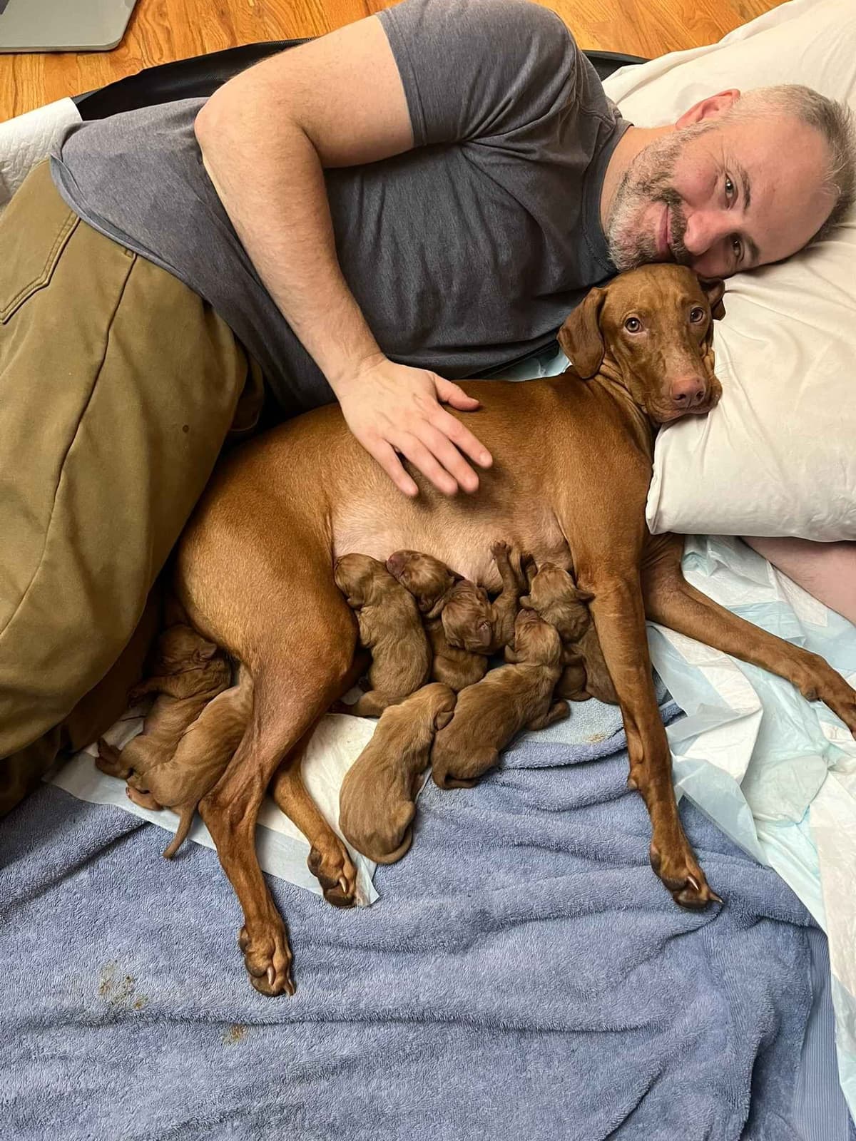Vizsla Puppies breeder image 8