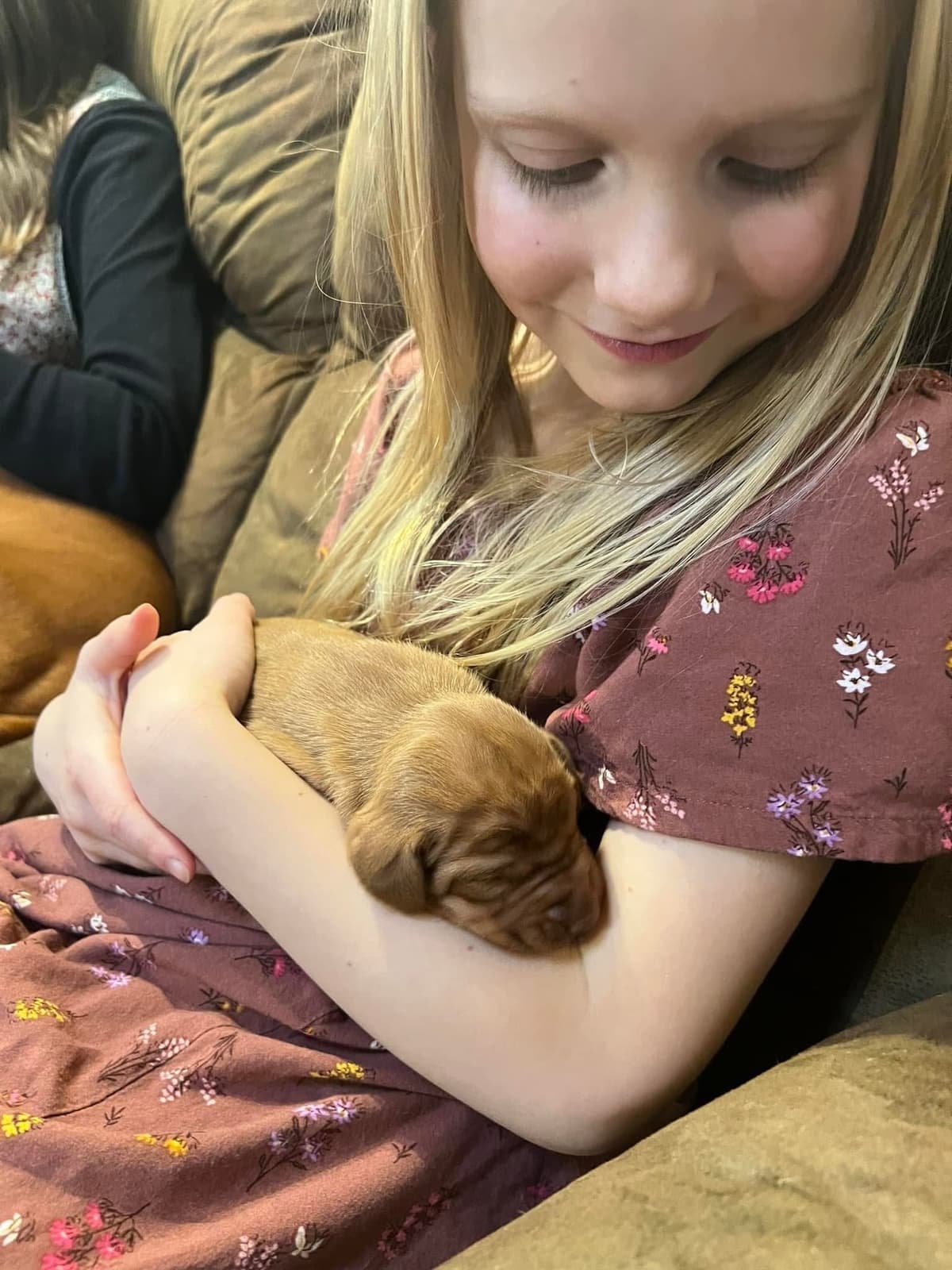 Vizsla Puppies breeder image 7