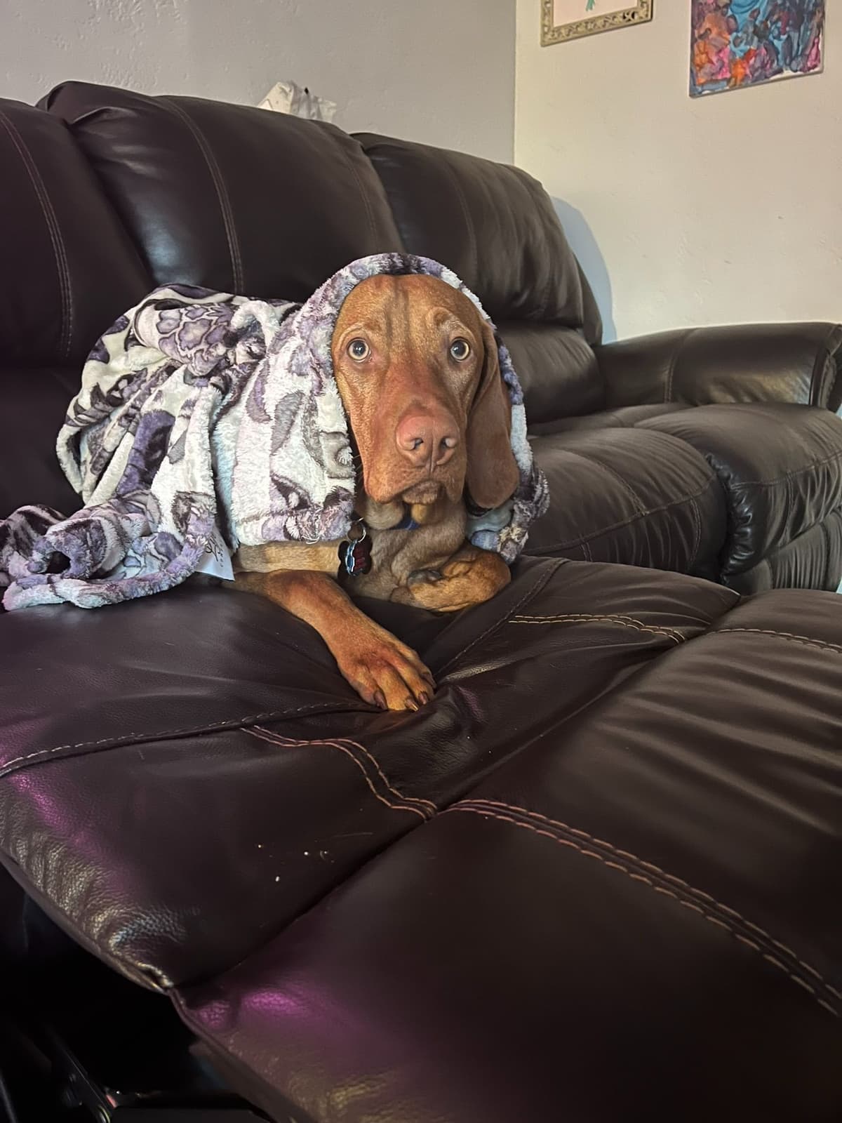 Vizsla Puppies breeder image 6