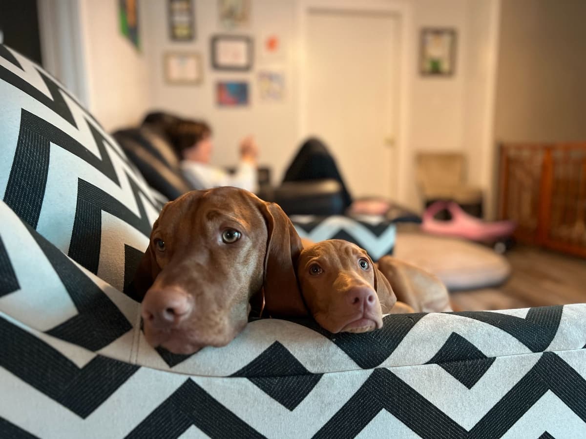 Vizsla Puppies breeder image 9