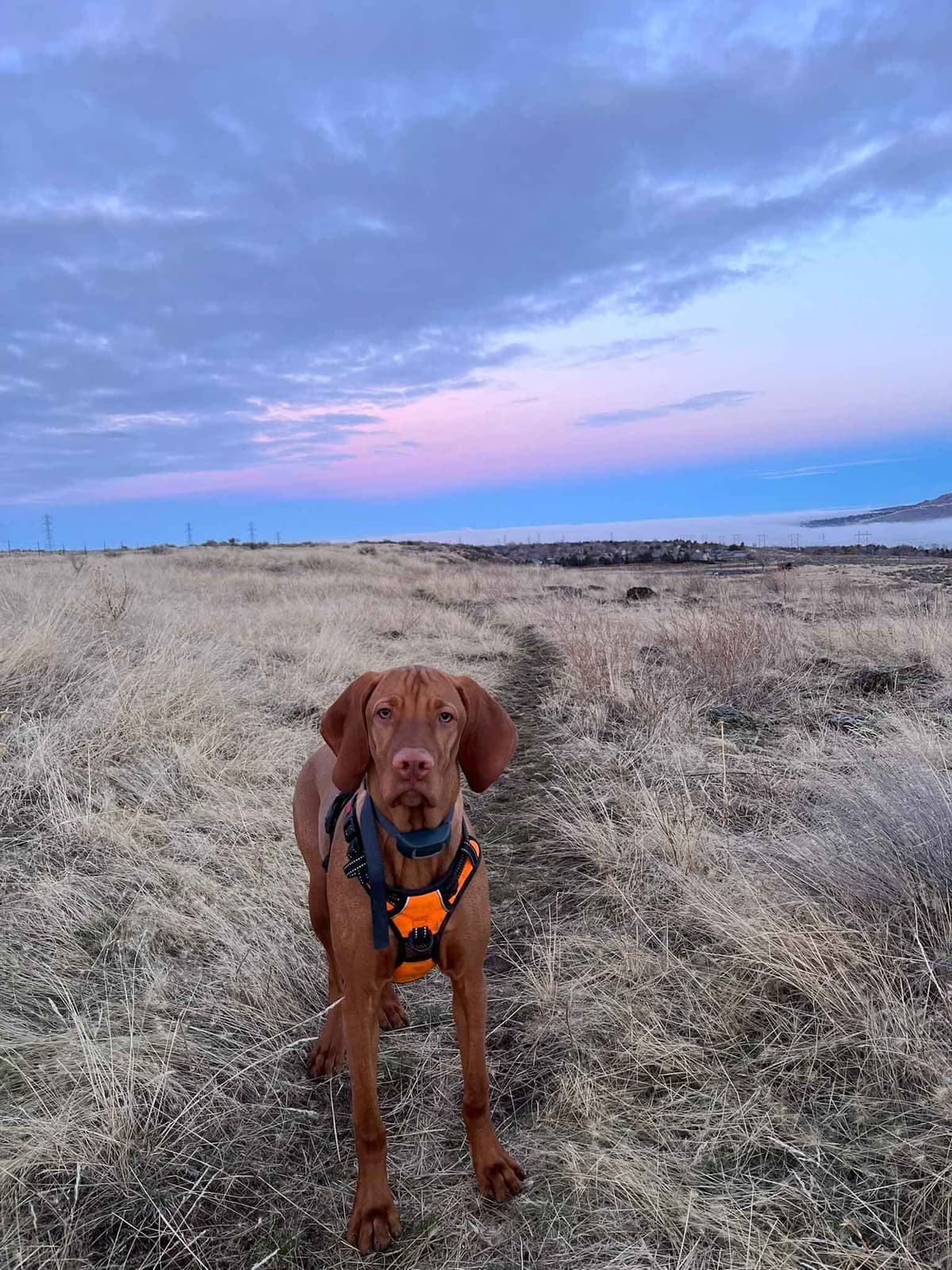 Vizsla Puppies breeder image 10