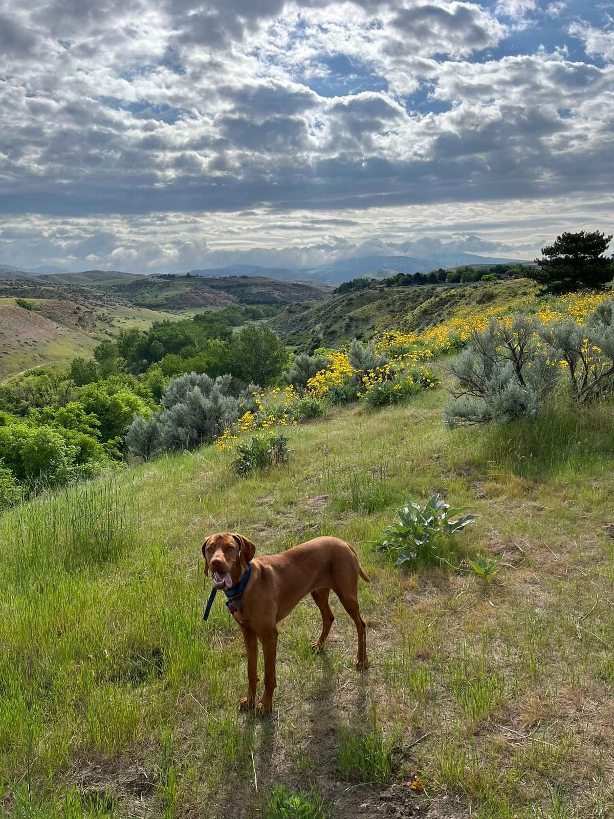Vizsla Puppies breeder image 11