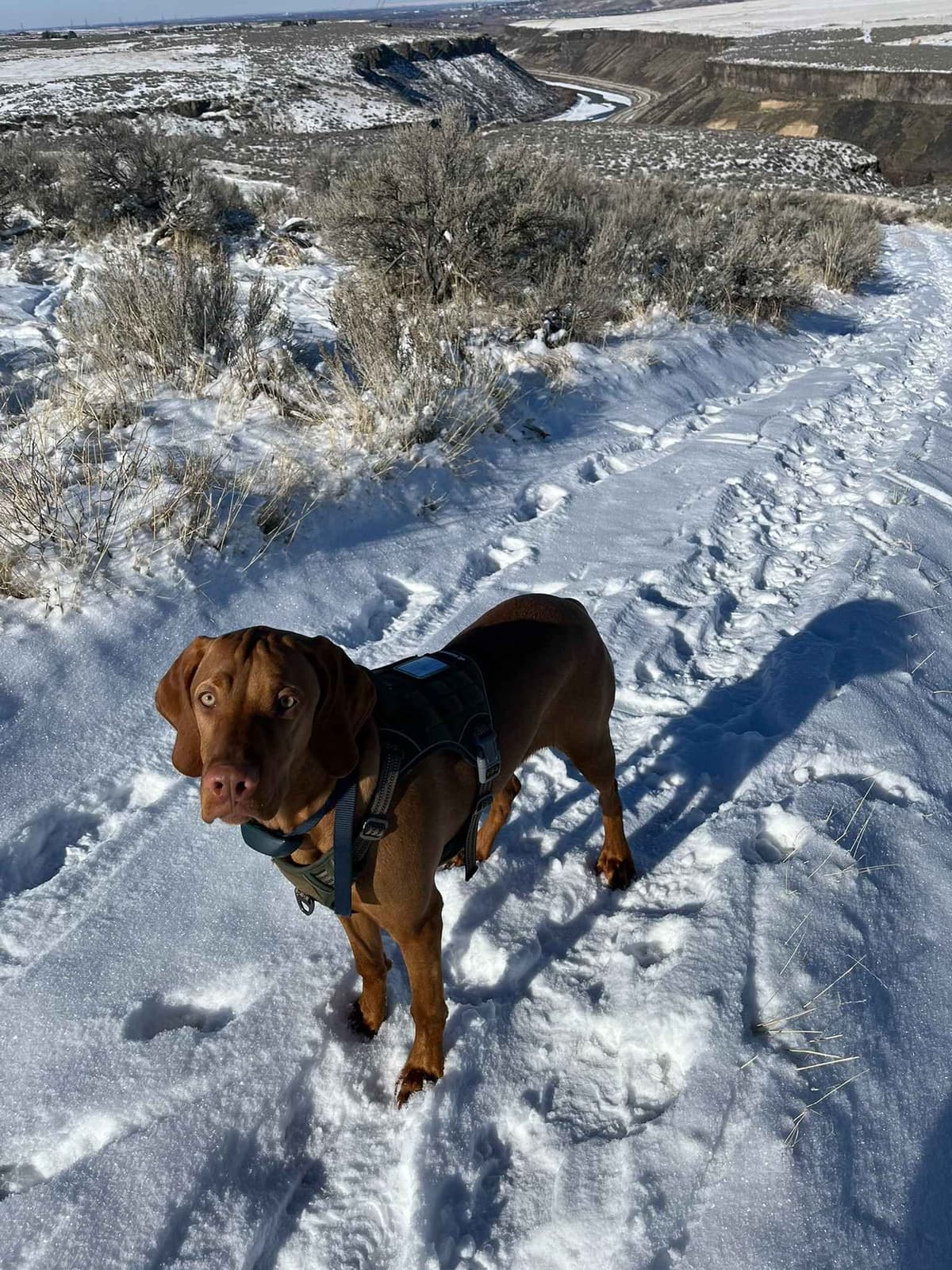 Vizsla Puppies breeder image 15