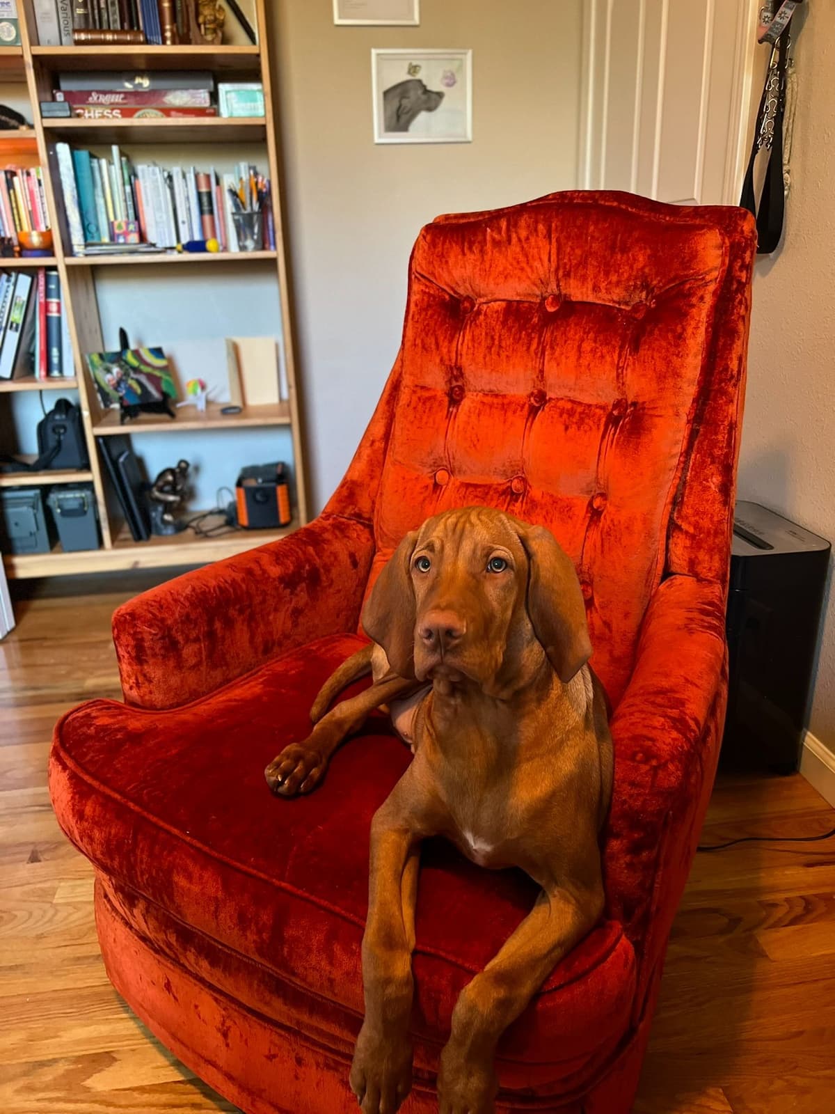 Vizsla Puppies breeder image 13