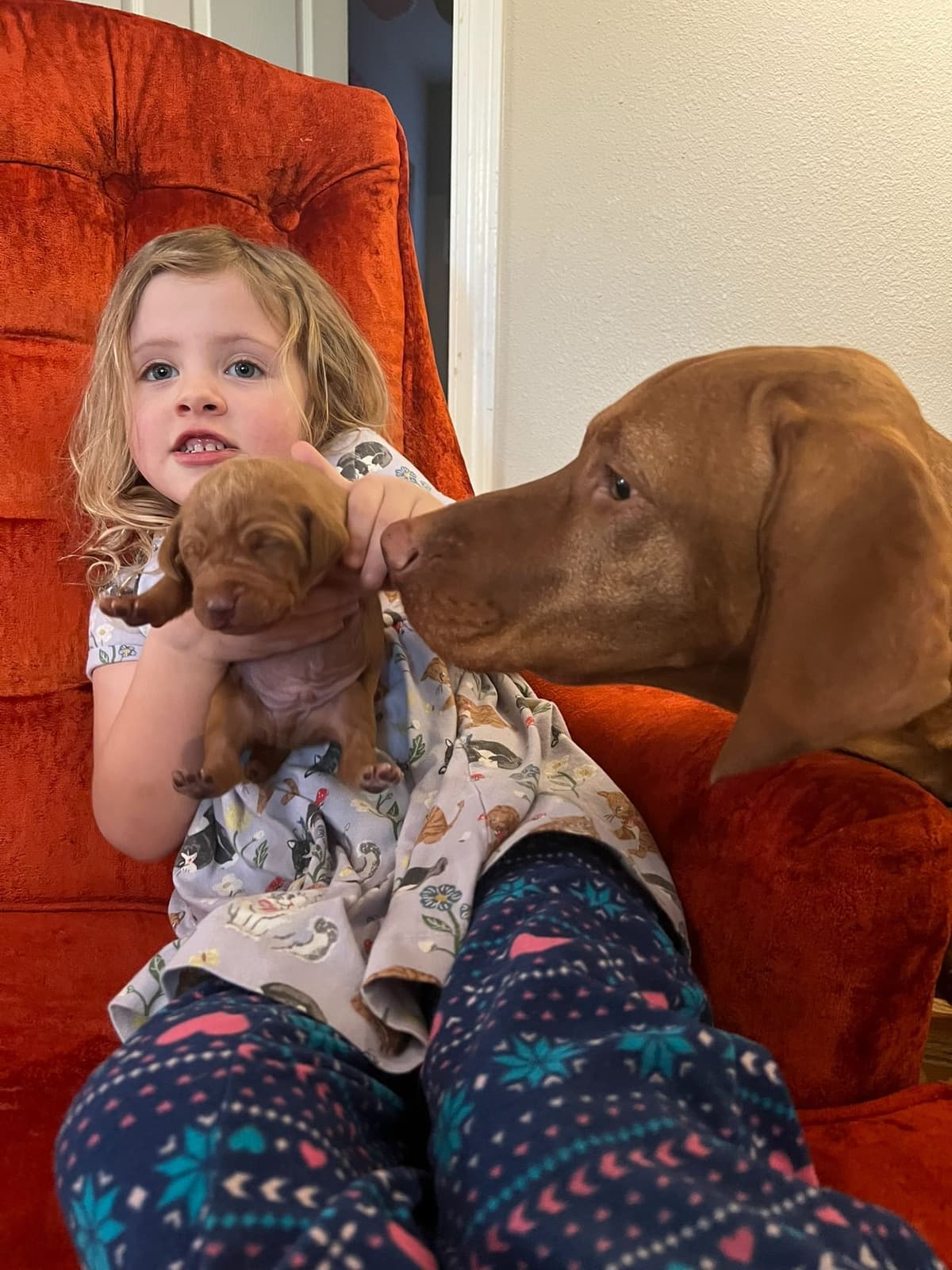 Vizsla Puppies breeder image 16