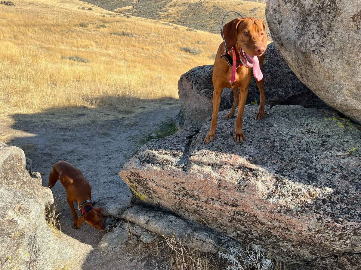 Vizsla Puppies breeder image 17