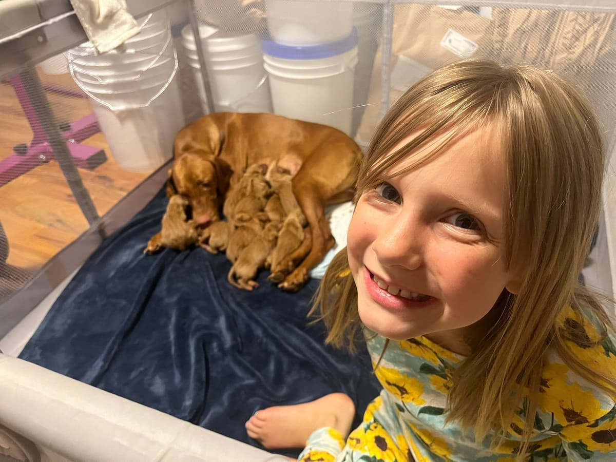 Vizsla Puppies breeder image 20