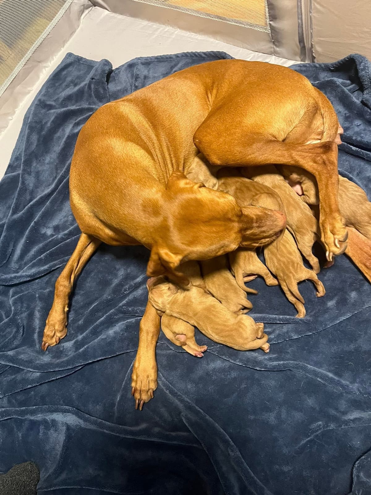 Vizsla Puppies breeder image 21