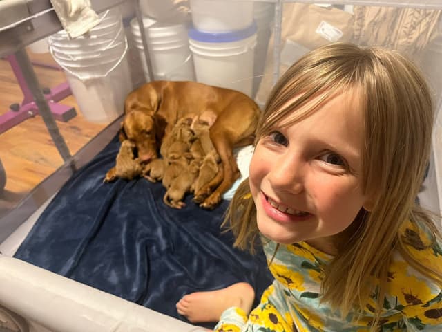 Vizsla Puppies media 3