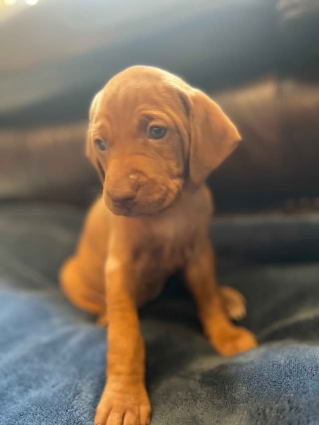 Vizsla Puppies media 4