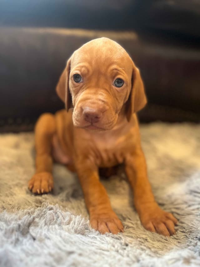 Vizsla Puppies media 5