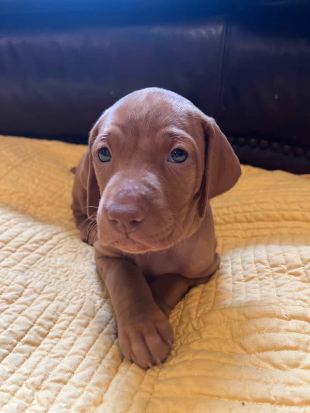 Vizsla Puppies media 6