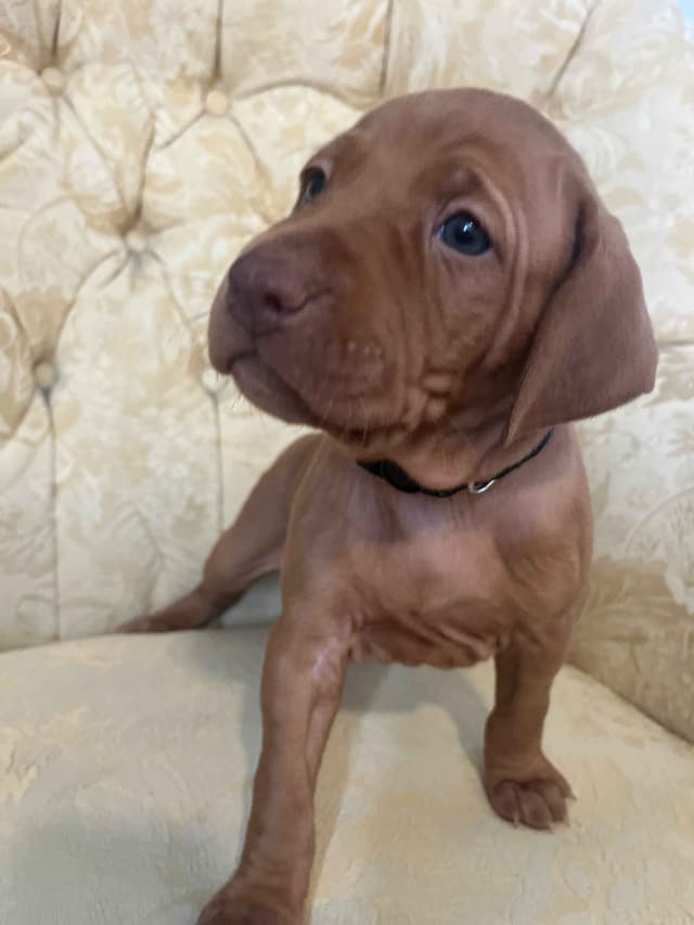 Vizsla Puppies media 7