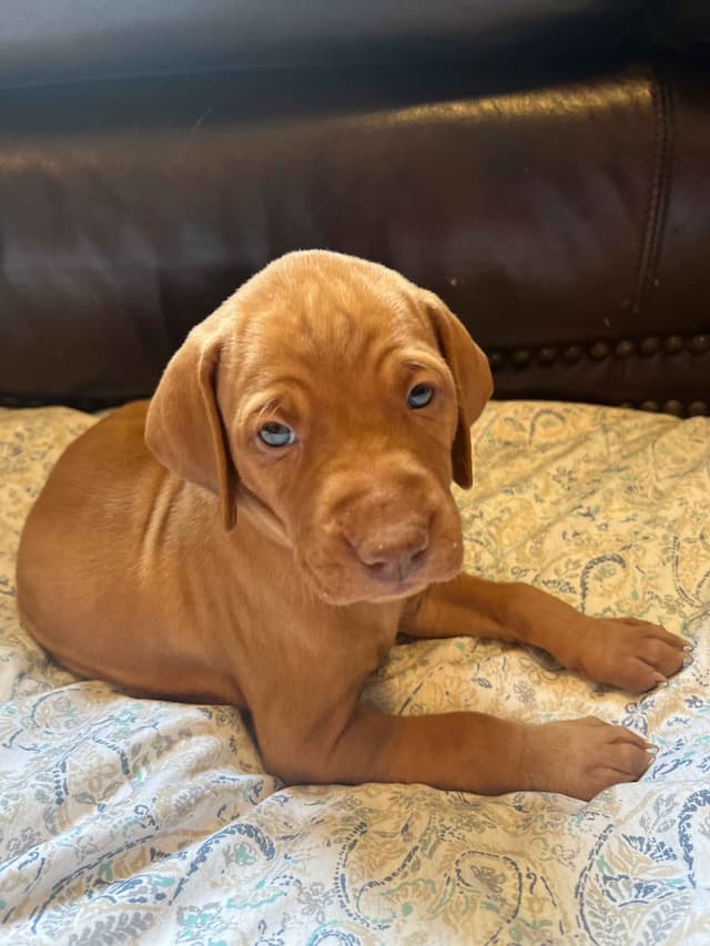 Vizsla Puppies media 8