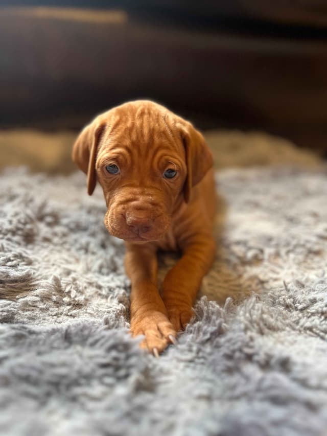 Vizsla Puppies media 9