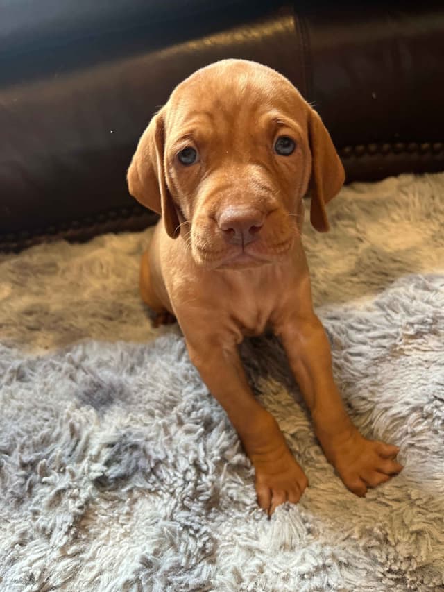 Vizsla Puppies media 11