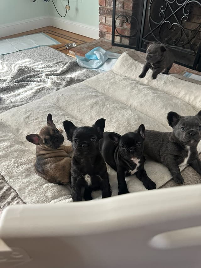 French Bulldog Puppies media 7