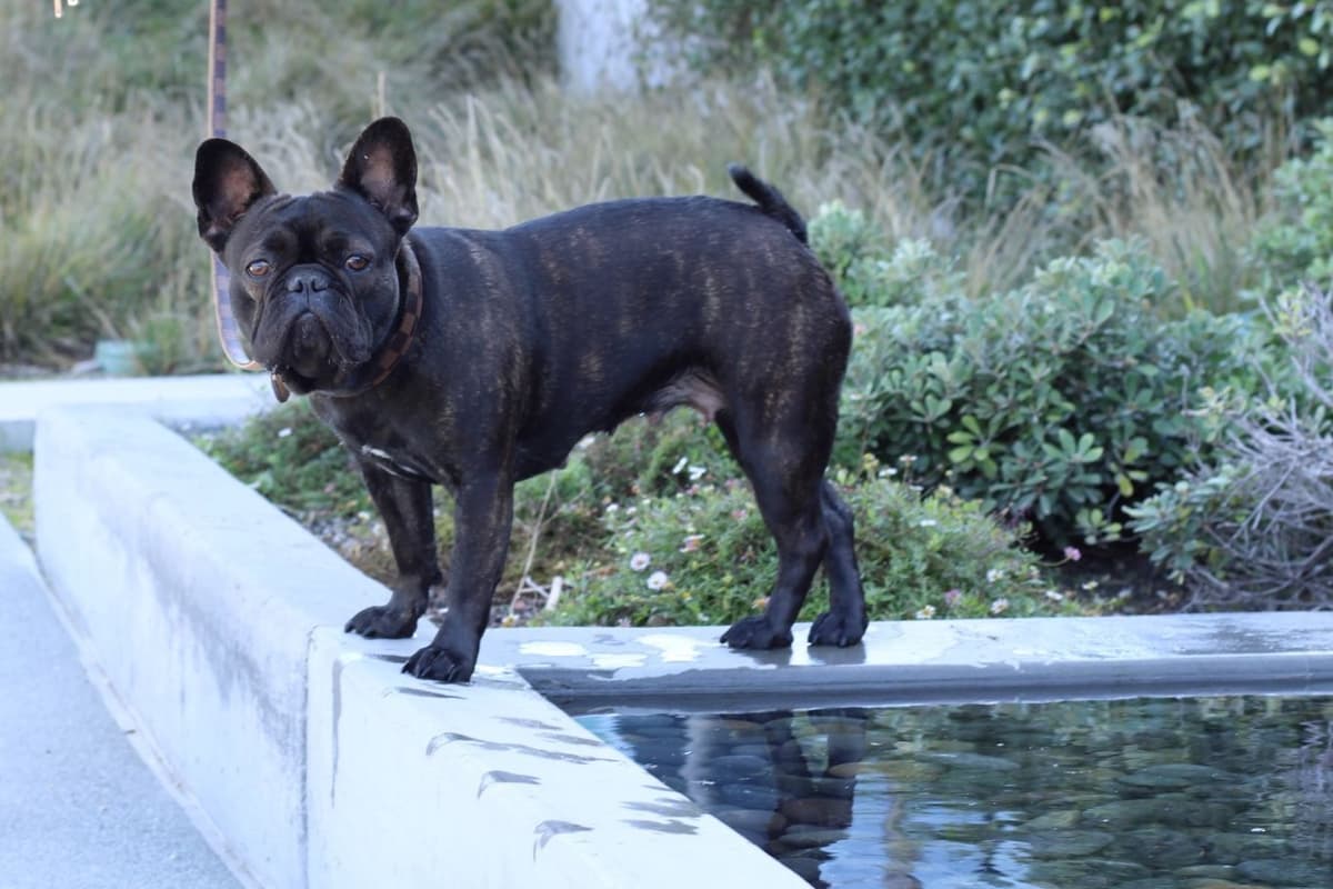 French Bulldog Puppies breeder image 1