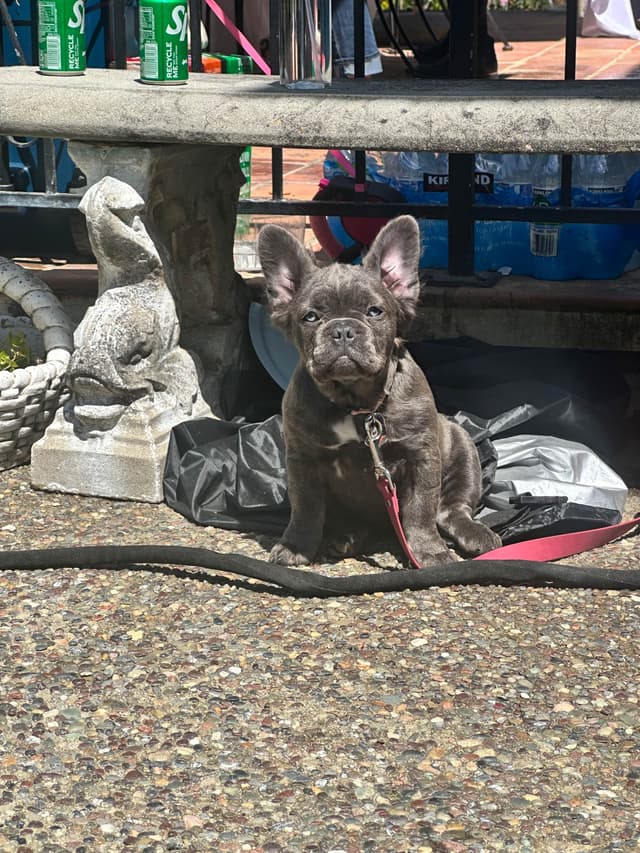 French Bulldog Puppies media 5