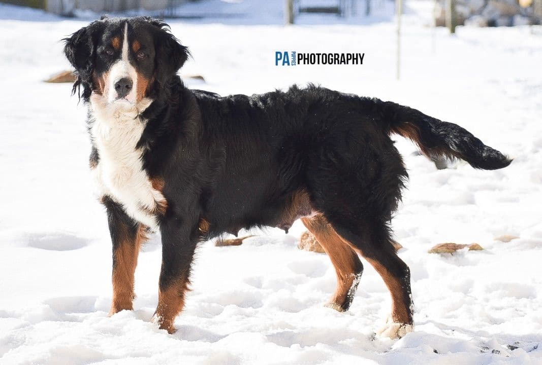 Bernese Mtn. Dog PUPPIES NOW AVAILABLE π·β€οΈ π CALL 484-630-4837 breeder image 1